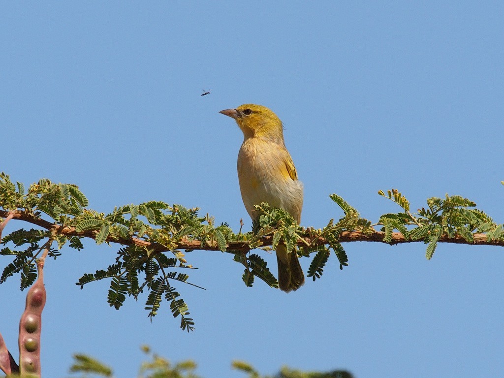 Rüppell's Weaver - ML640403946