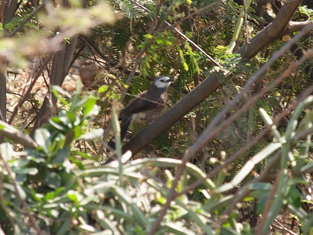 White-rumped Babbler - ML640403953