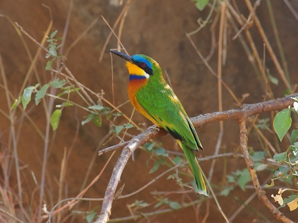Ethiopian Bee-eater - ML640403967