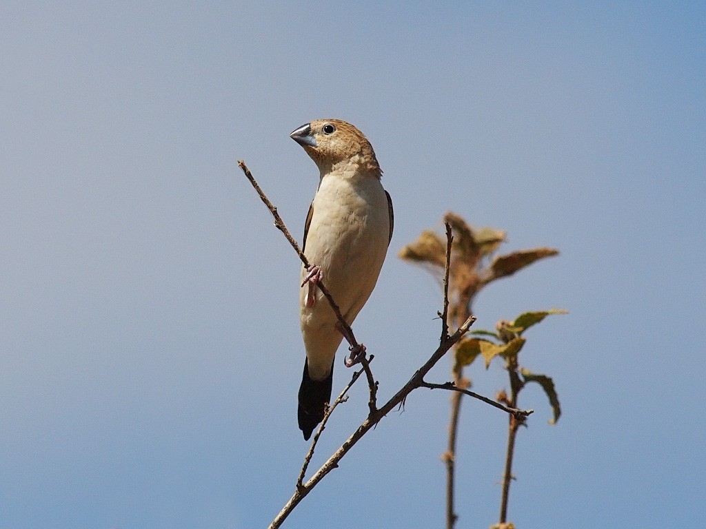 Capuchino Picoplata Africano - ML640403978