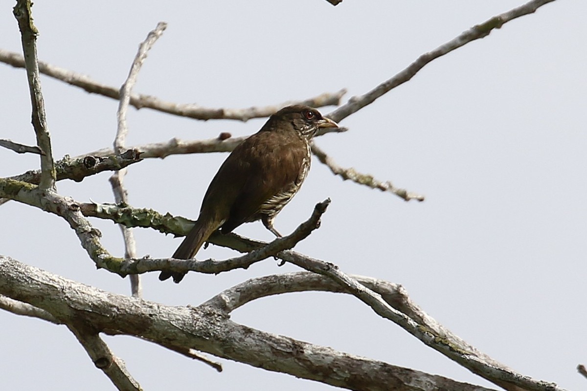 Palmchat - ML640403982