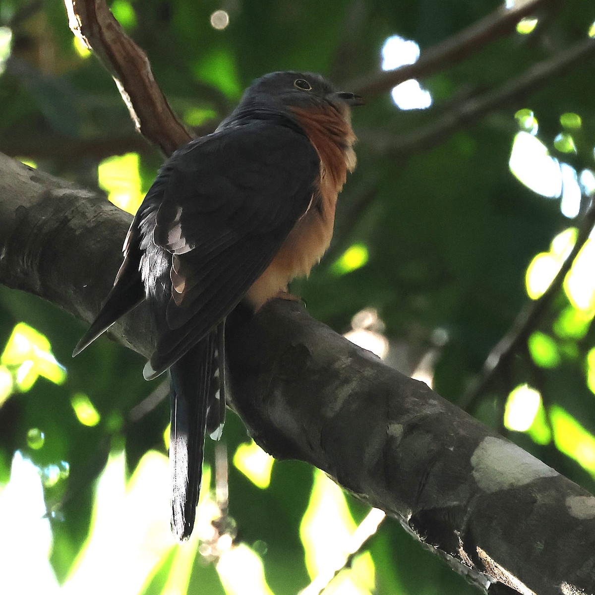 Chestnut-breasted Cuckoo - ML640404009