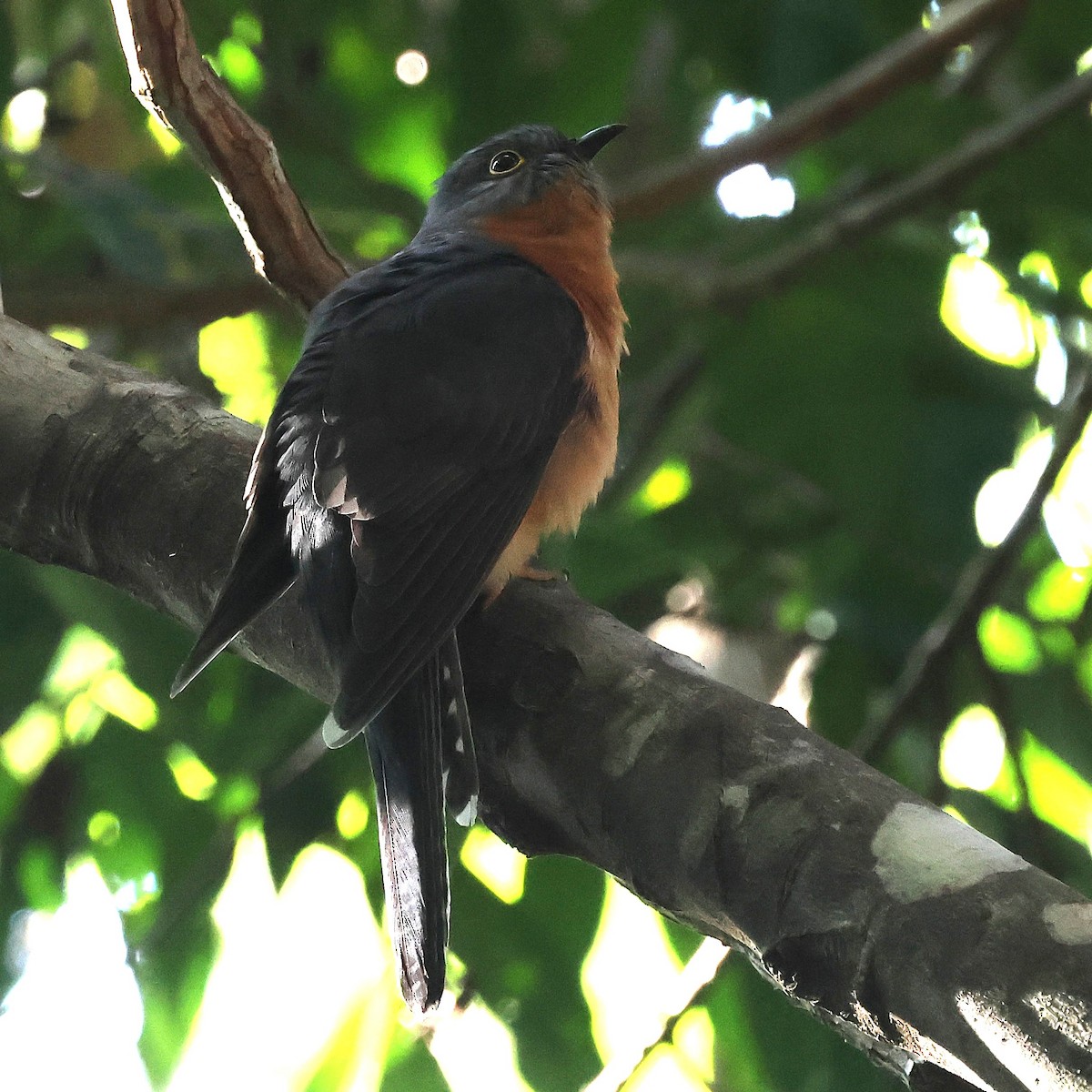 Chestnut-breasted Cuckoo - ML640404010