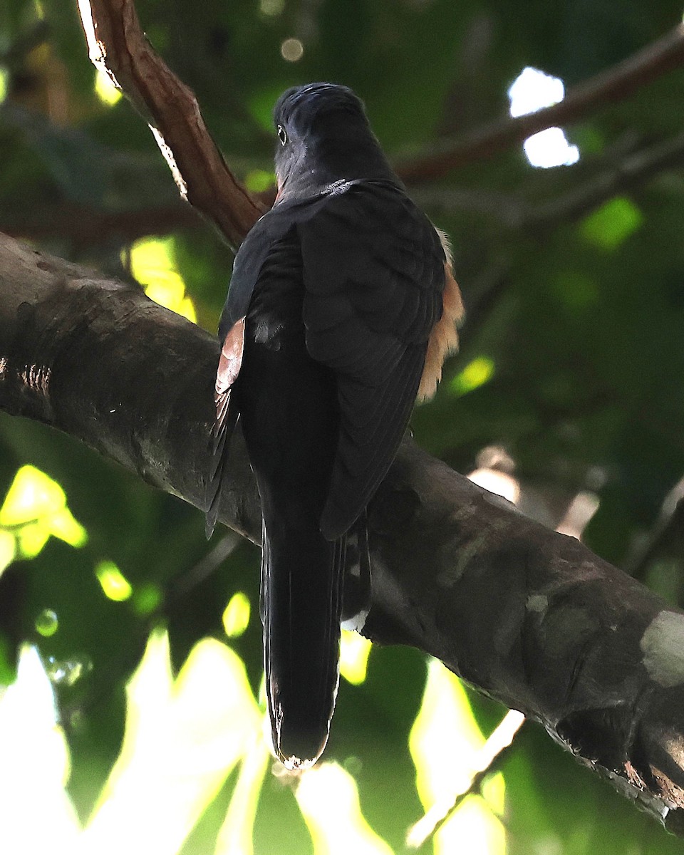 Chestnut-breasted Cuckoo - ML640404011