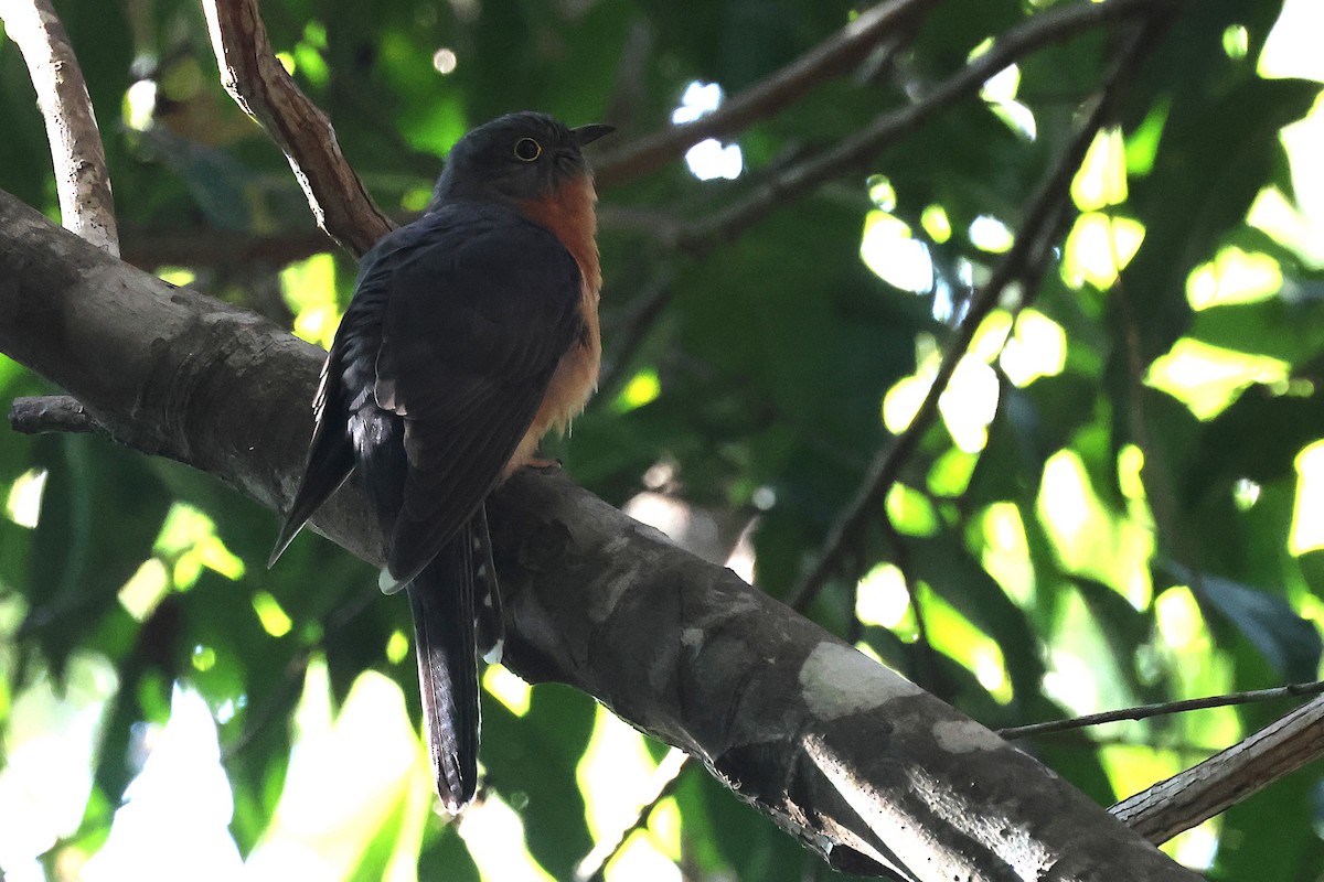 Chestnut-breasted Cuckoo - ML640404012