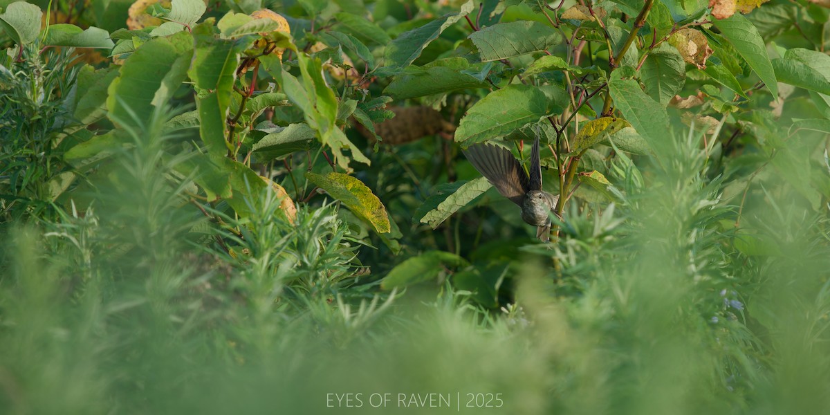 Sakhalin Grasshopper Warbler - ML640404032