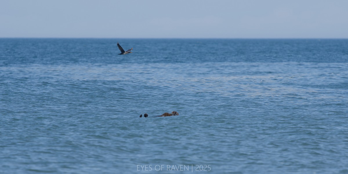 Western Sea Otter - ML640404107