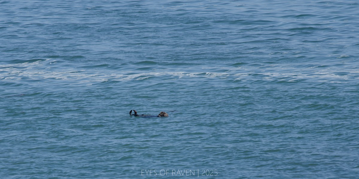 Western Sea Otter - ML640404108