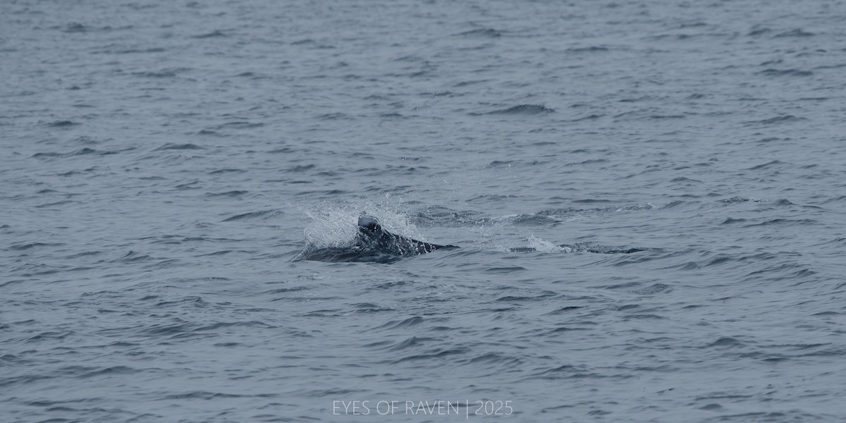 Focenoide - ML640404127