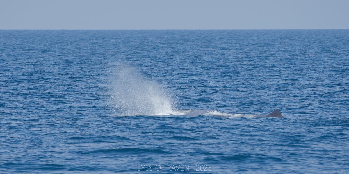 Capodoglio - ML640404128