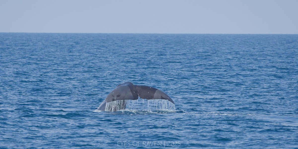 Capodoglio - ML640404130