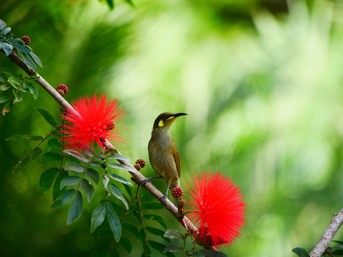 Cryptic Honeyeater - ML640404136