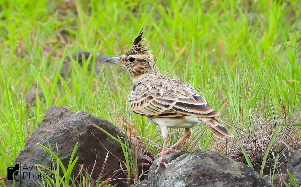 Malabar Lark - ML640404144