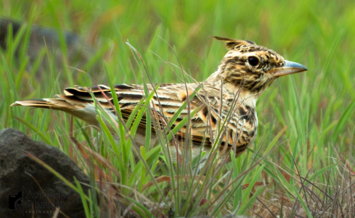 Malabar Lark - ML640404145
