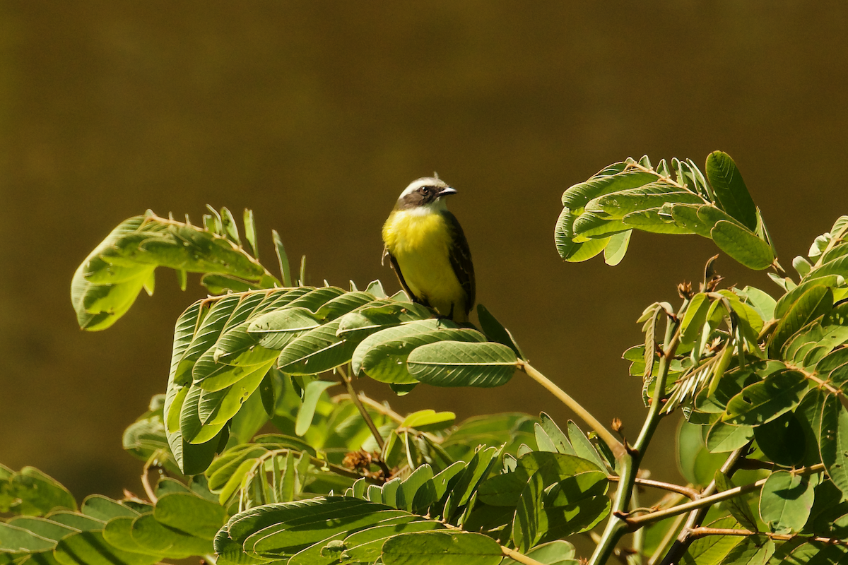 Social Flycatcher (Social) - ML640404149