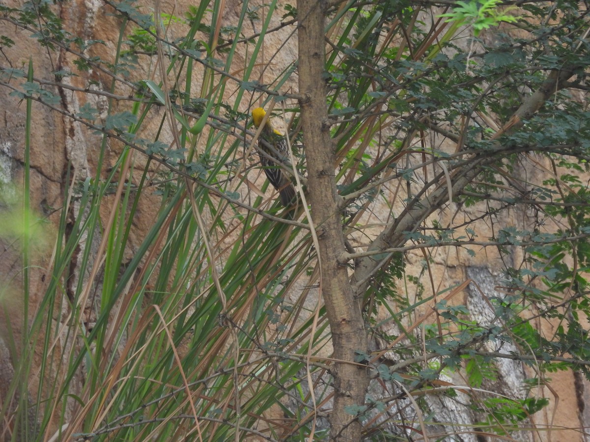 Baya Weaver - ML640404259