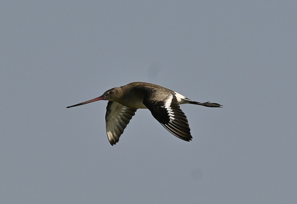 Black-tailed Godwit - ML640404266