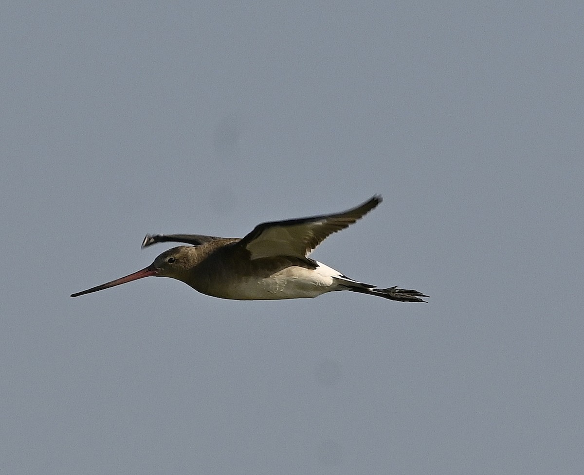 Black-tailed Godwit - ML640404267