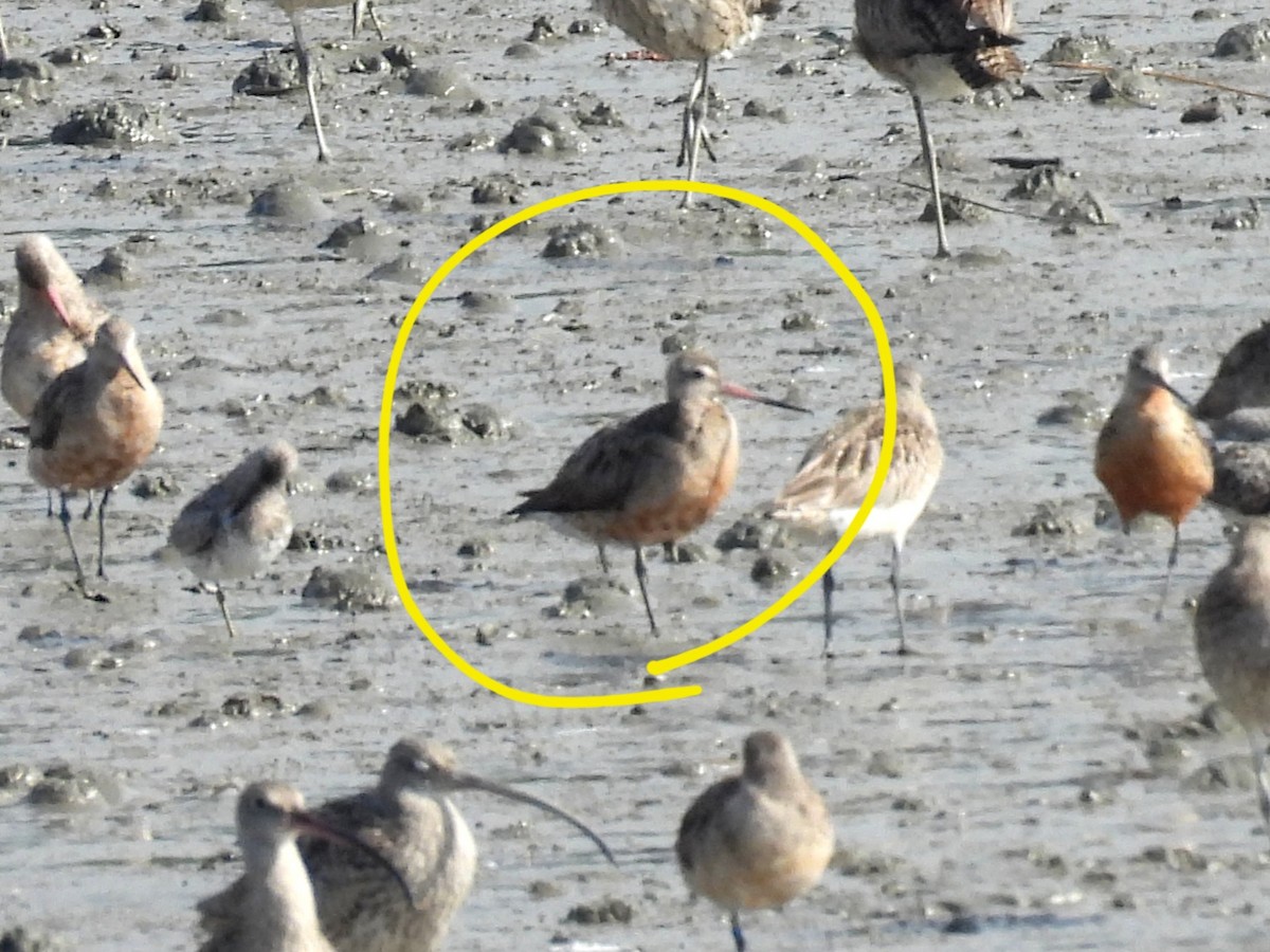 Black-tailed Godwit - ML640404277