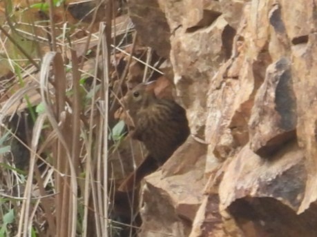 Crested Bunting - ML640404310