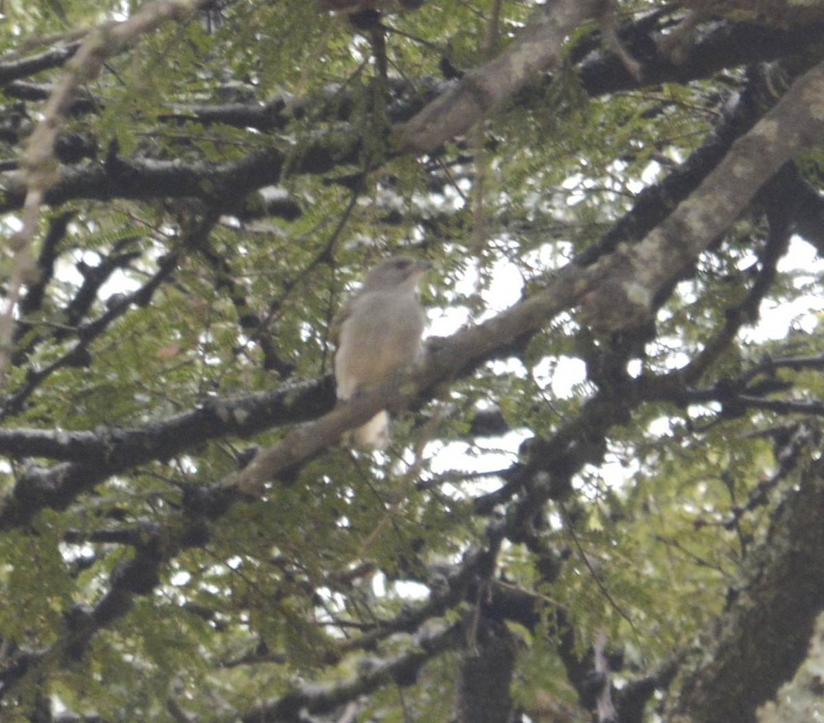Lesser Honeyguide - ML640404330