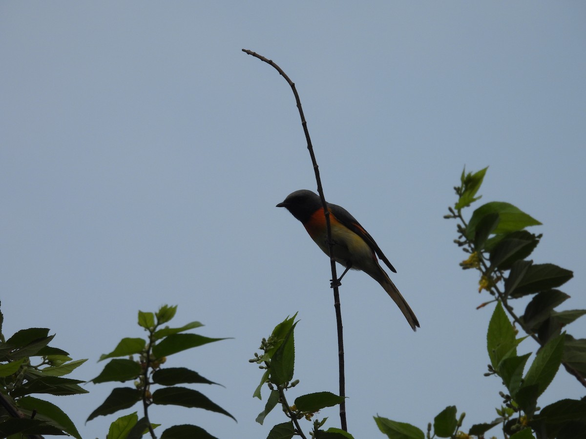 Small Minivet - ML640404332