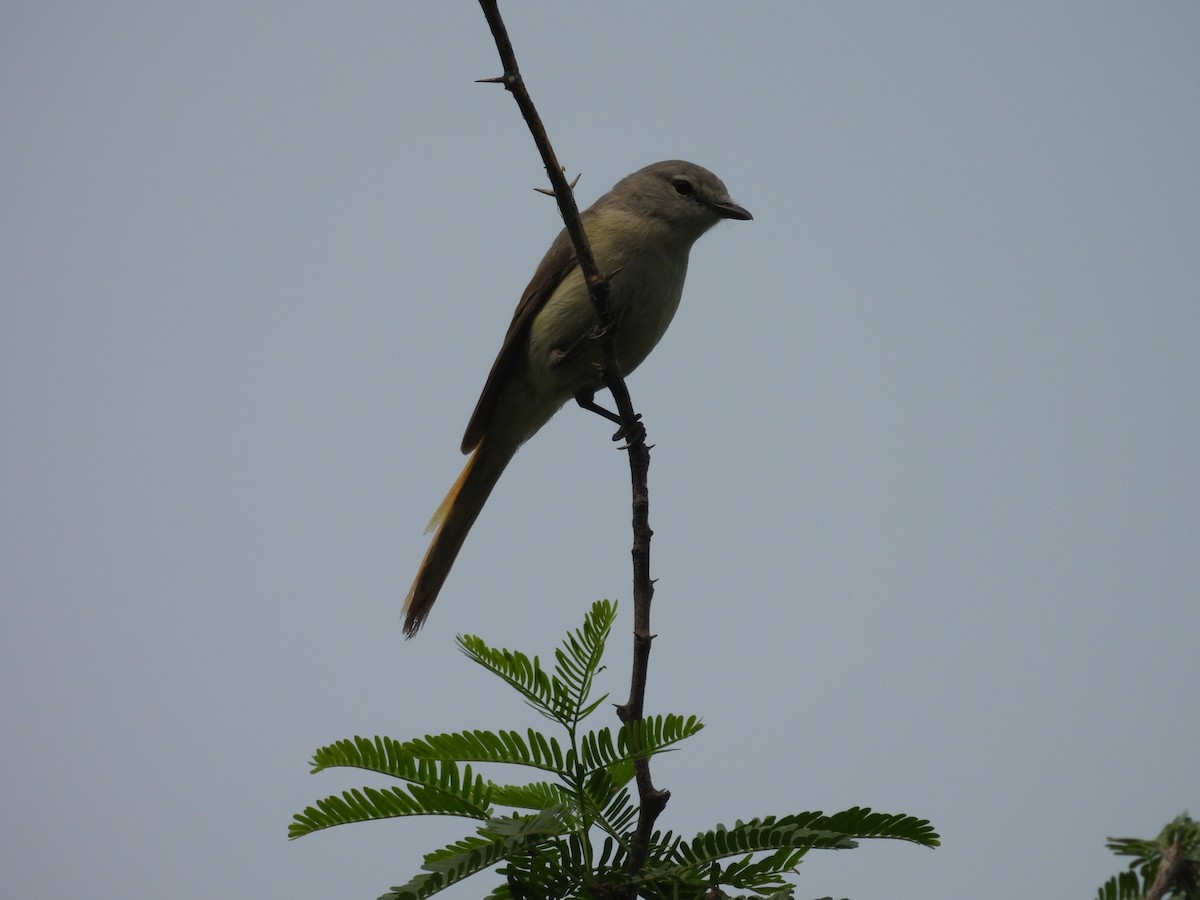 Small Minivet - ML640404333
