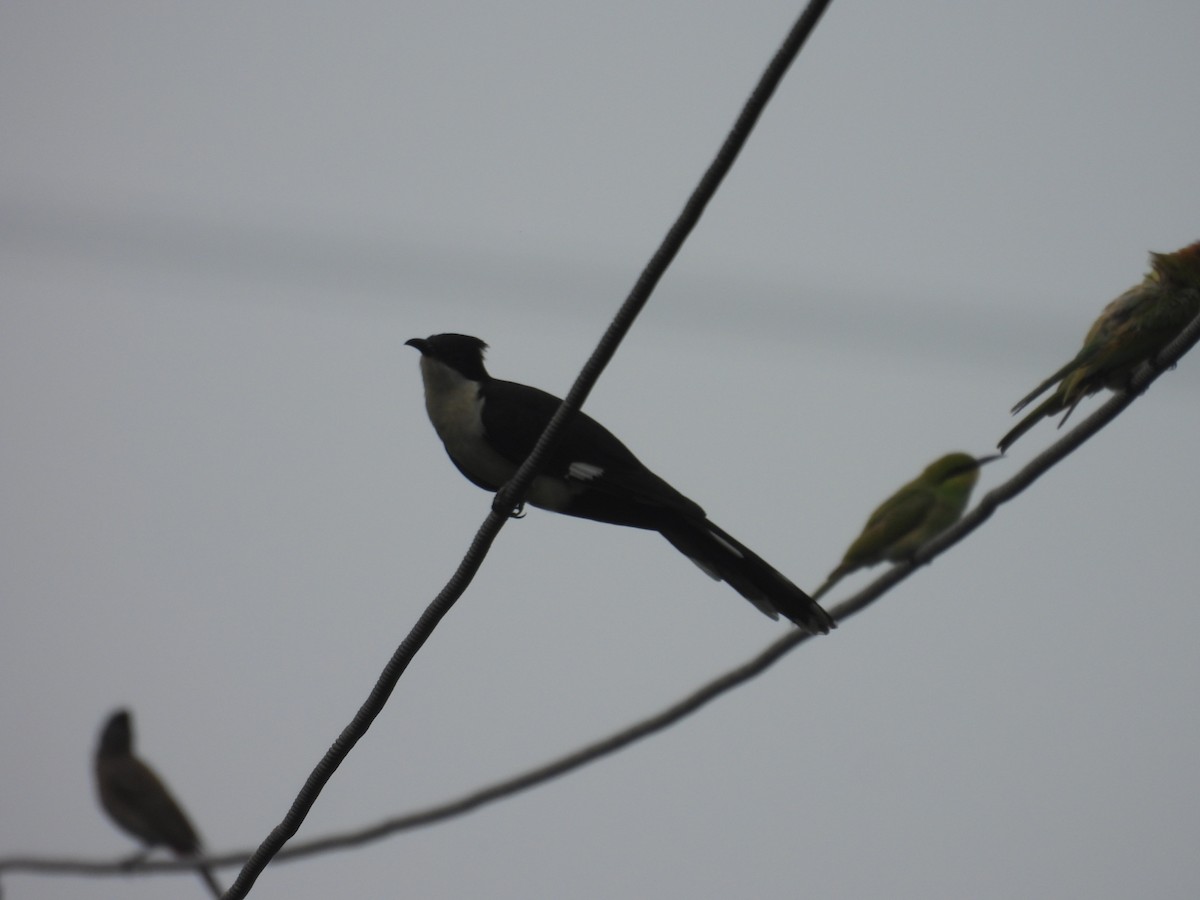 Pied Cuckoo - ML640404344
