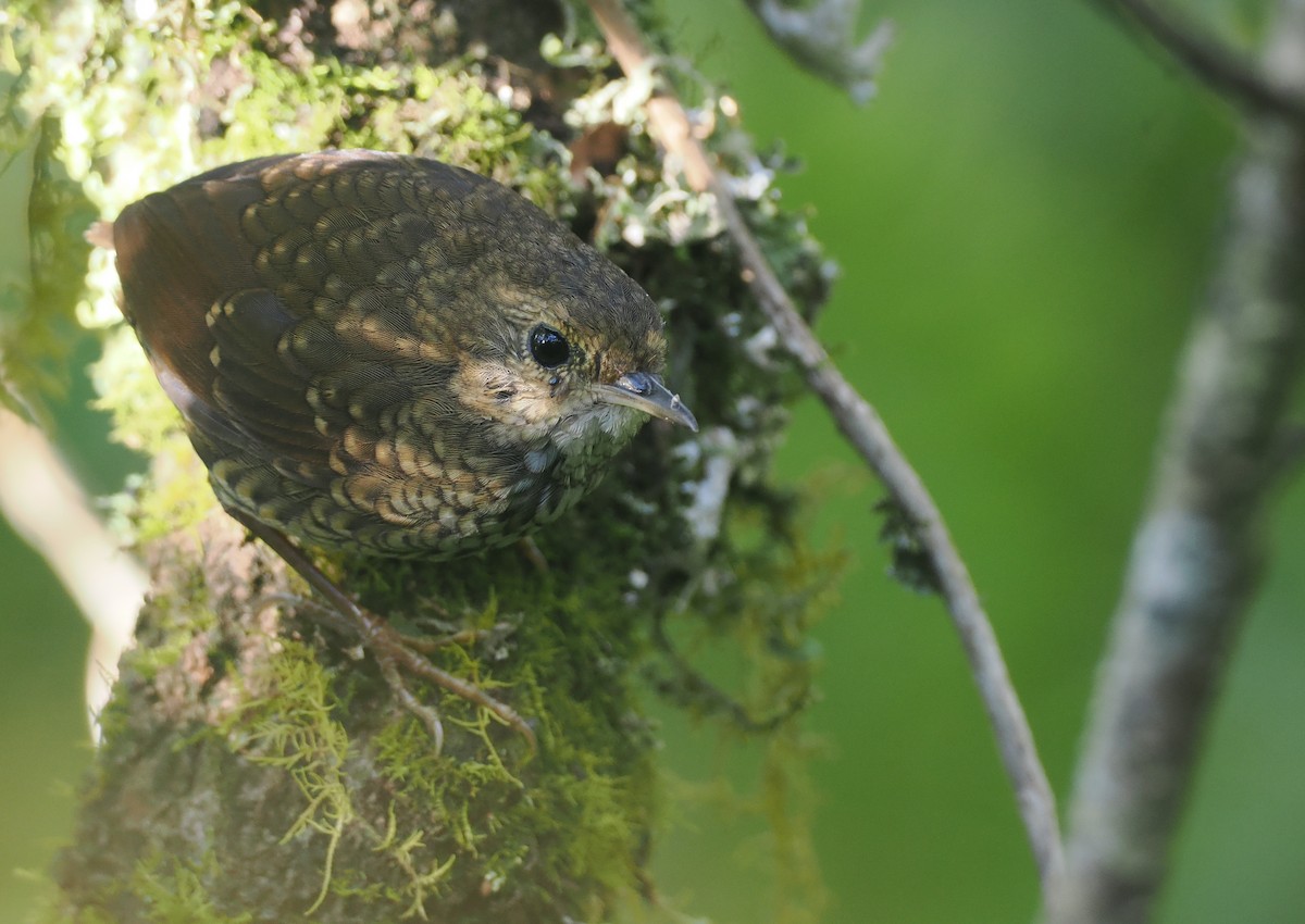 Pygmy Cupwing - ML640404370