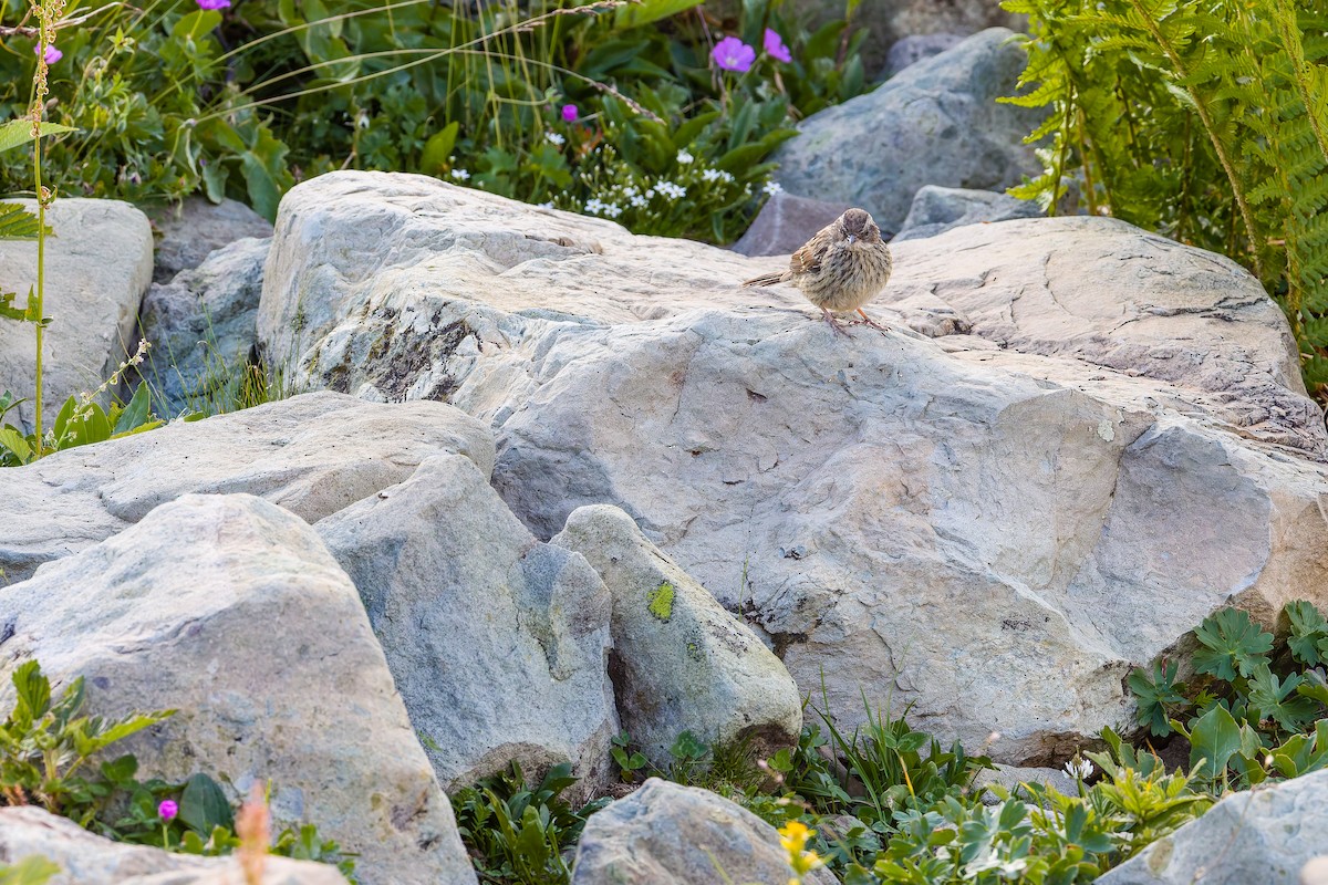 Radde's Accentor - ML640404372