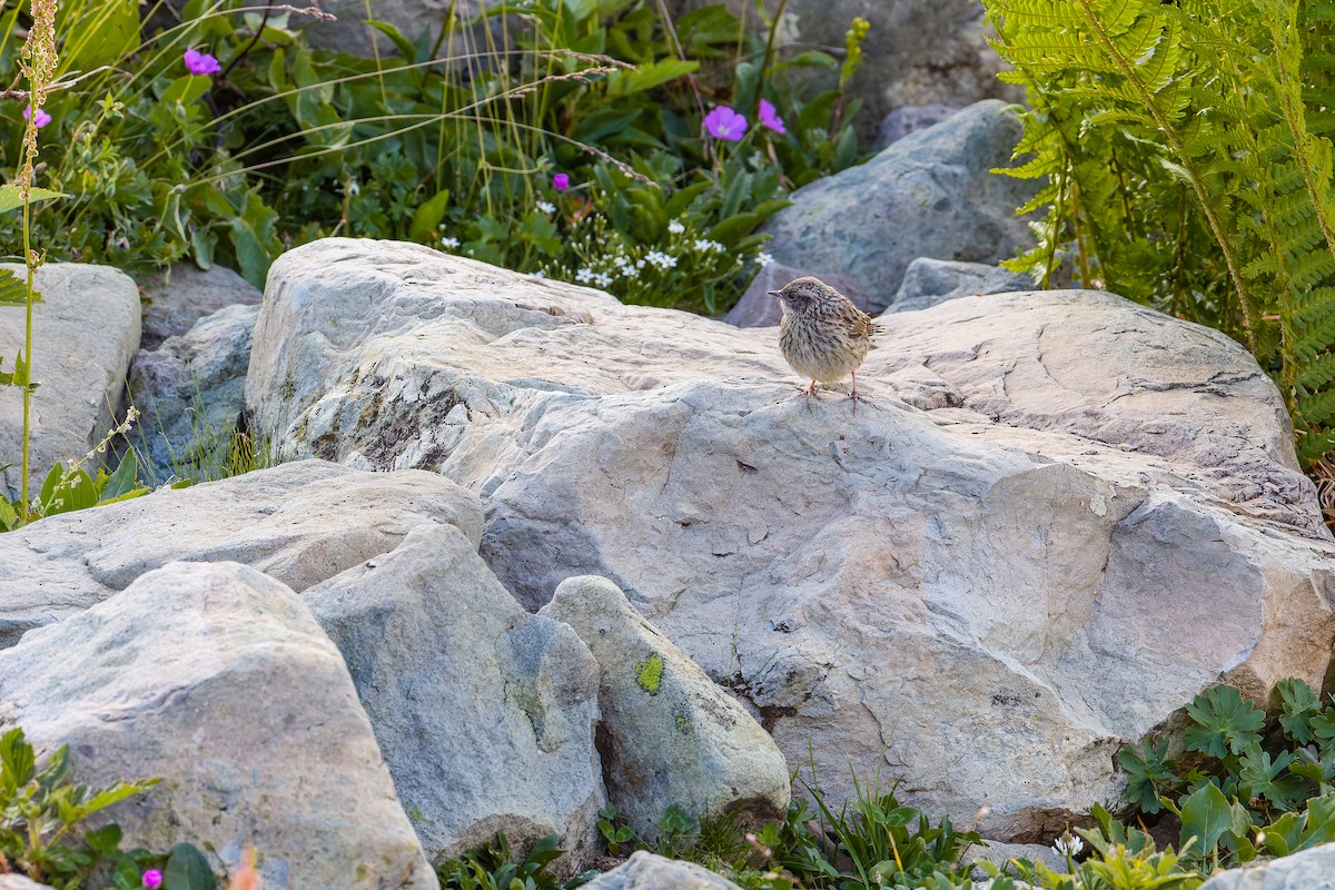 Radde's Accentor - ML640404373