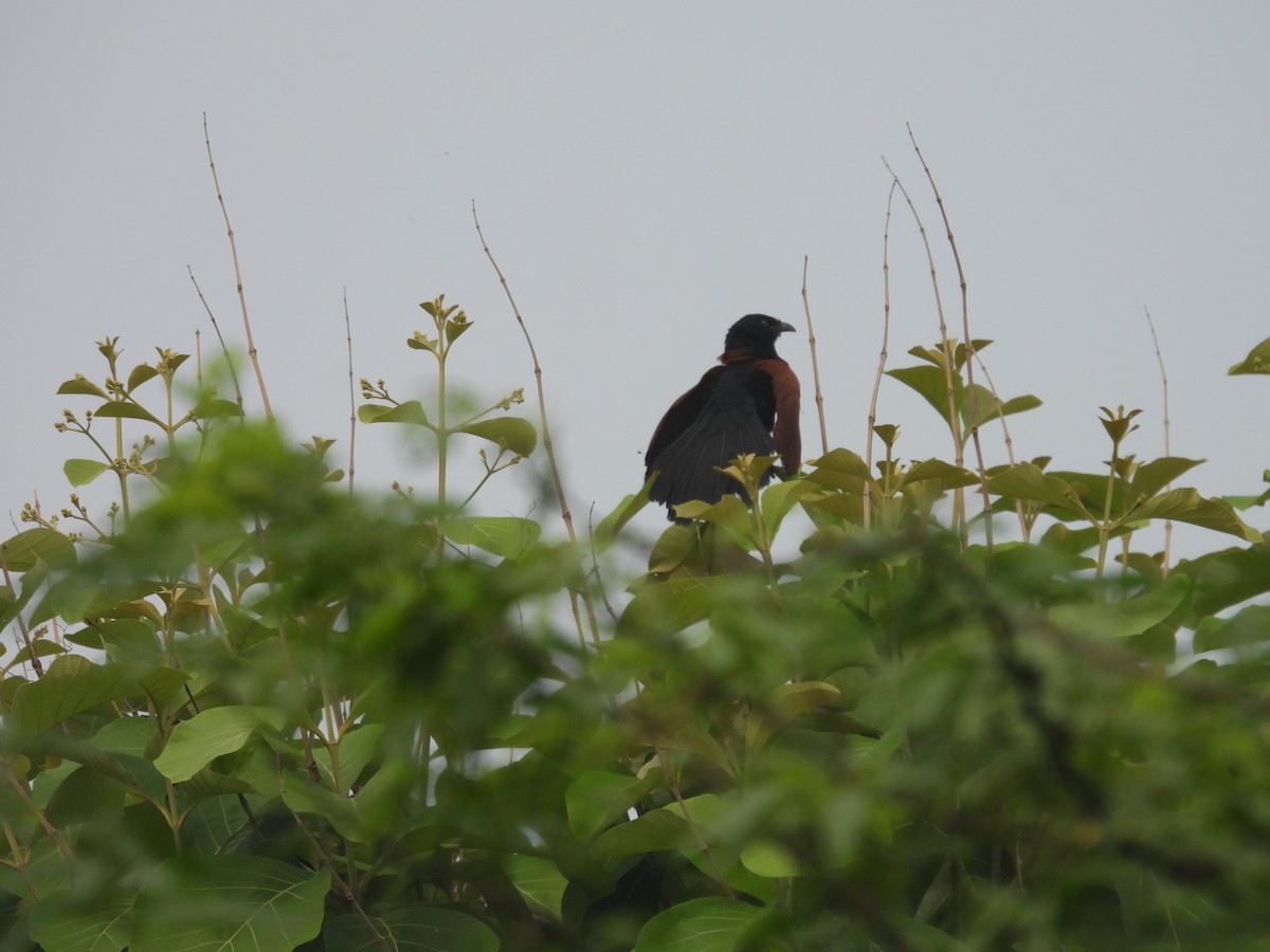 Greater Coucal - ML640404422