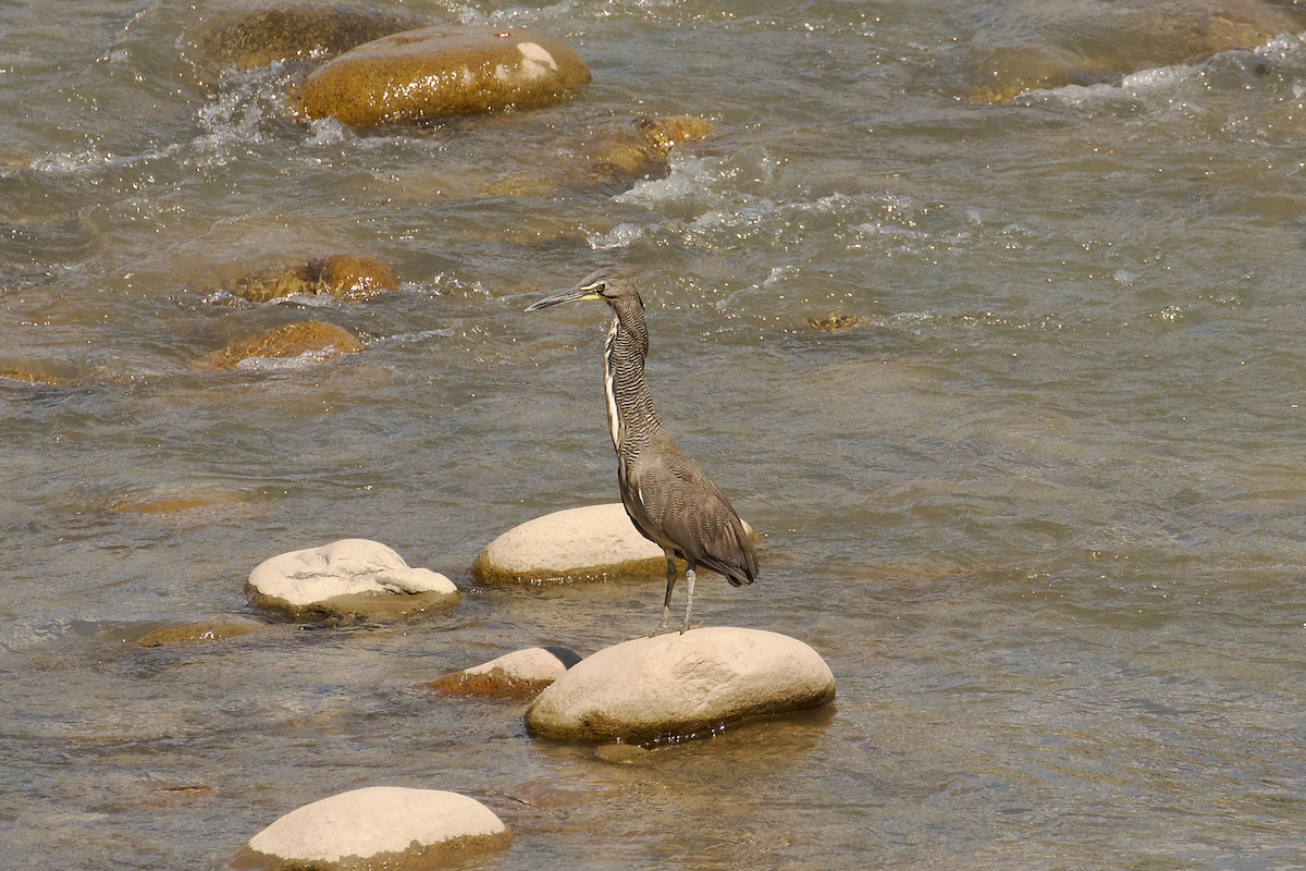 Fasciated Tiger-Heron - ML640404424