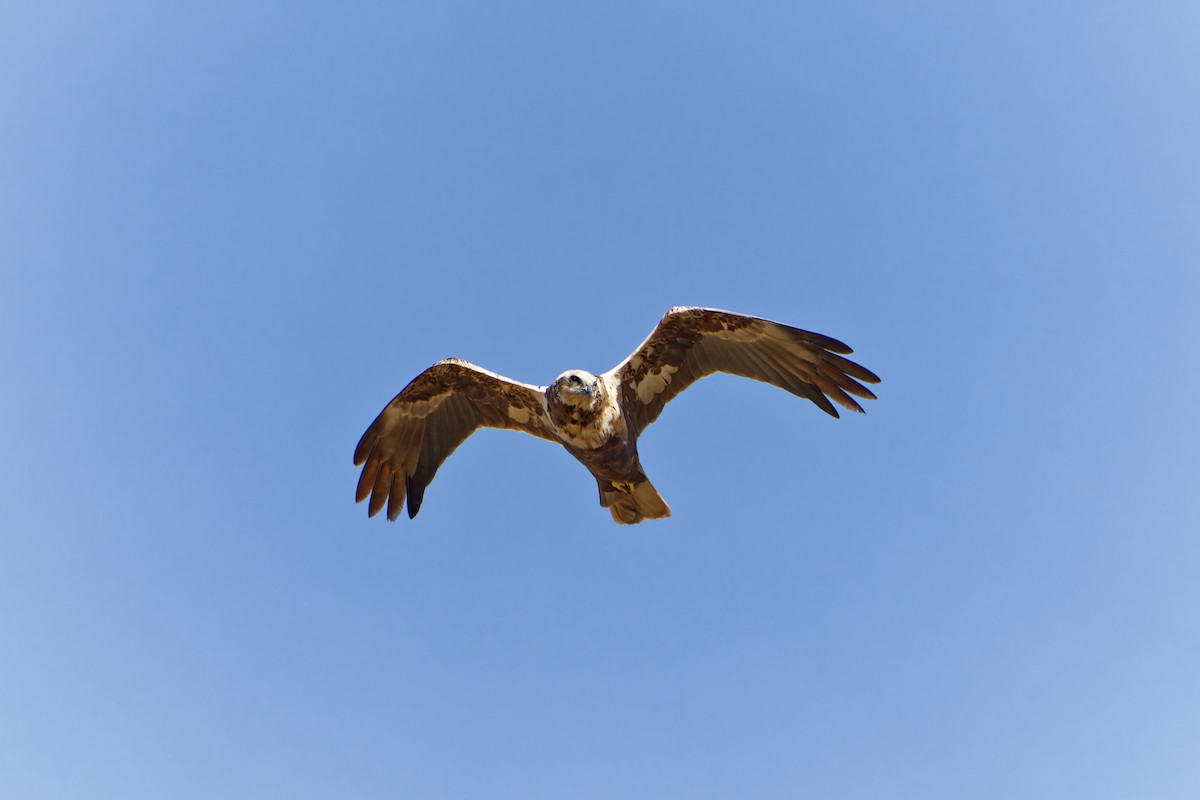 西方澤鵟 - ML640404456