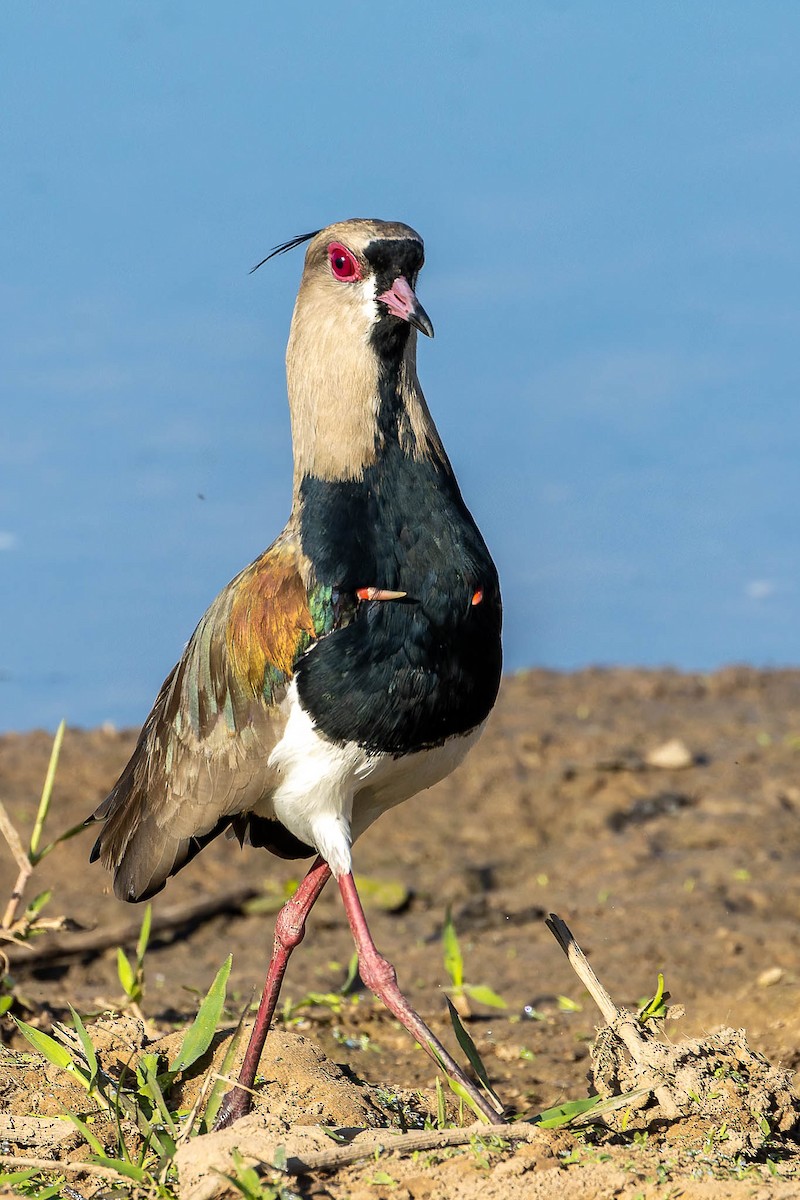 Southern Lapwing - ML640404498