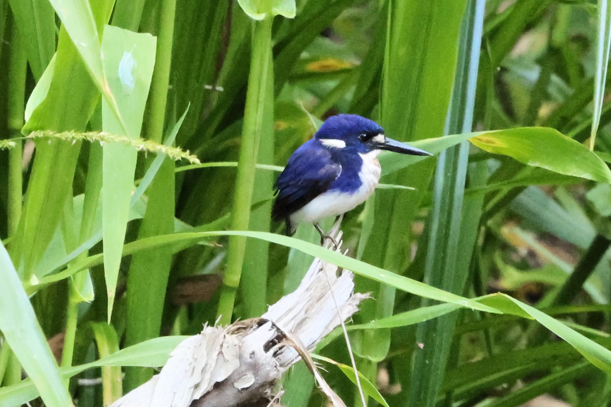 Little Kingfisher - ML640404513