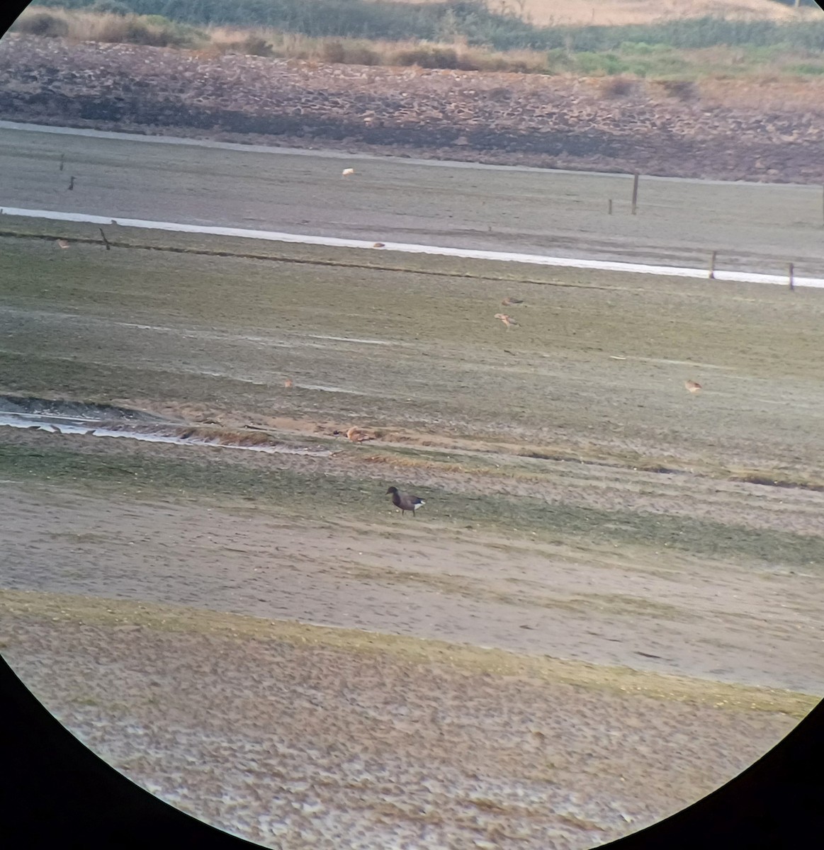 Brant - ML640404514