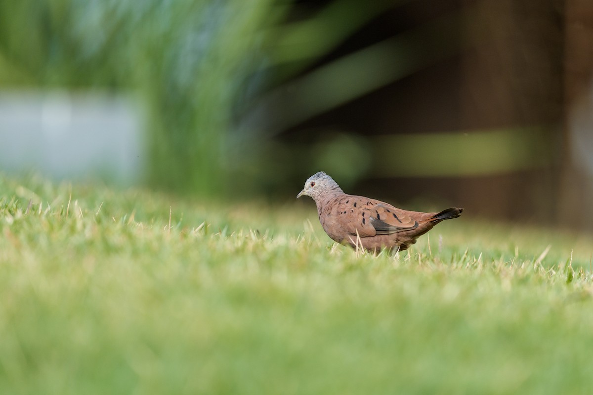 Ruddy Ground Dove - ML640404581