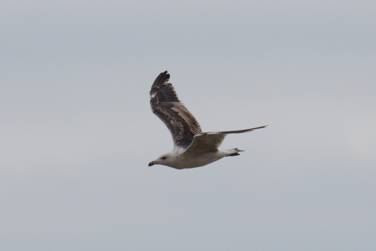 Great Black-backed Gull - ML640404610