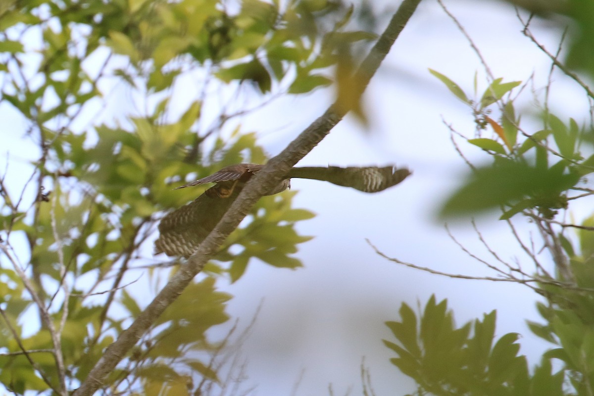 Ridgway's Hawk - ML640404612
