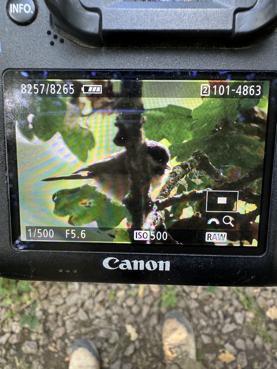 Willow Tit - ML640404639