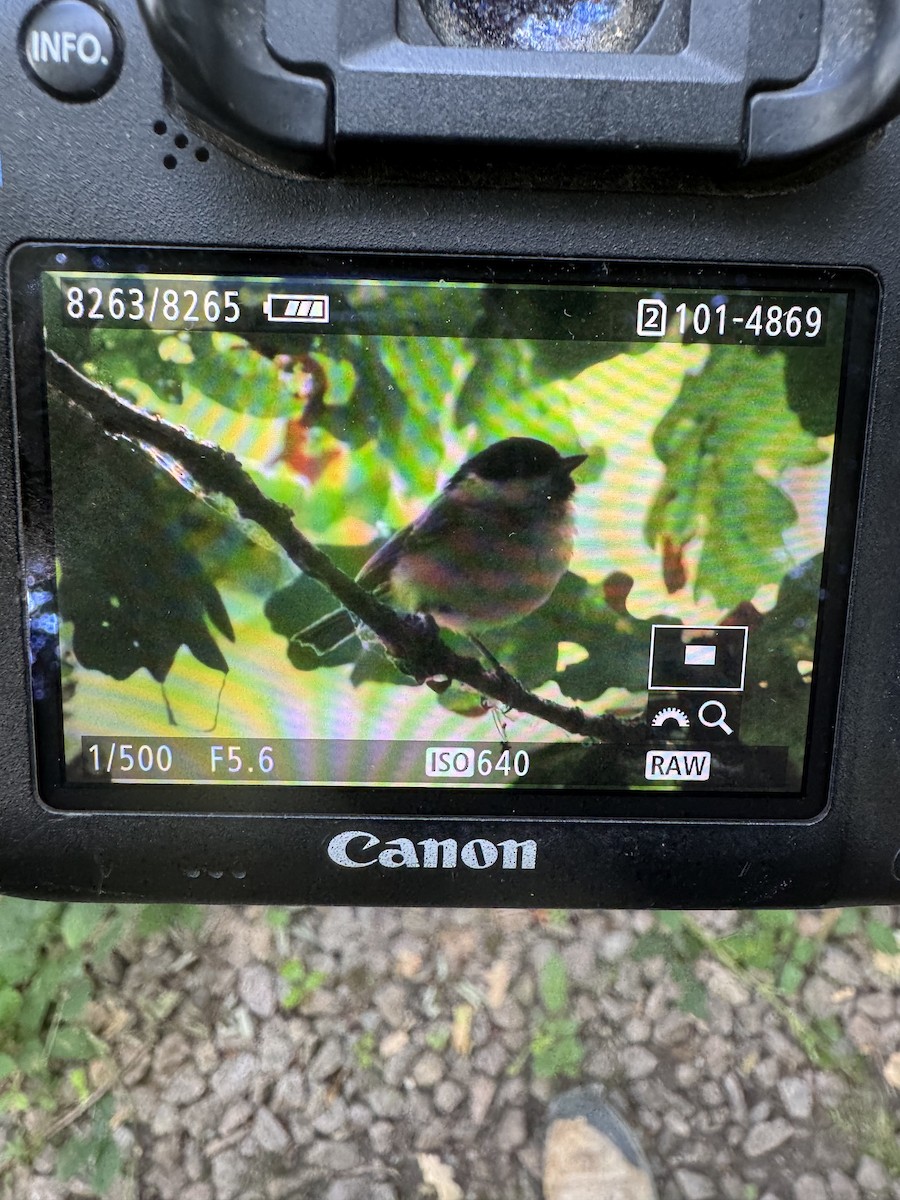 Willow Tit - ML640404640