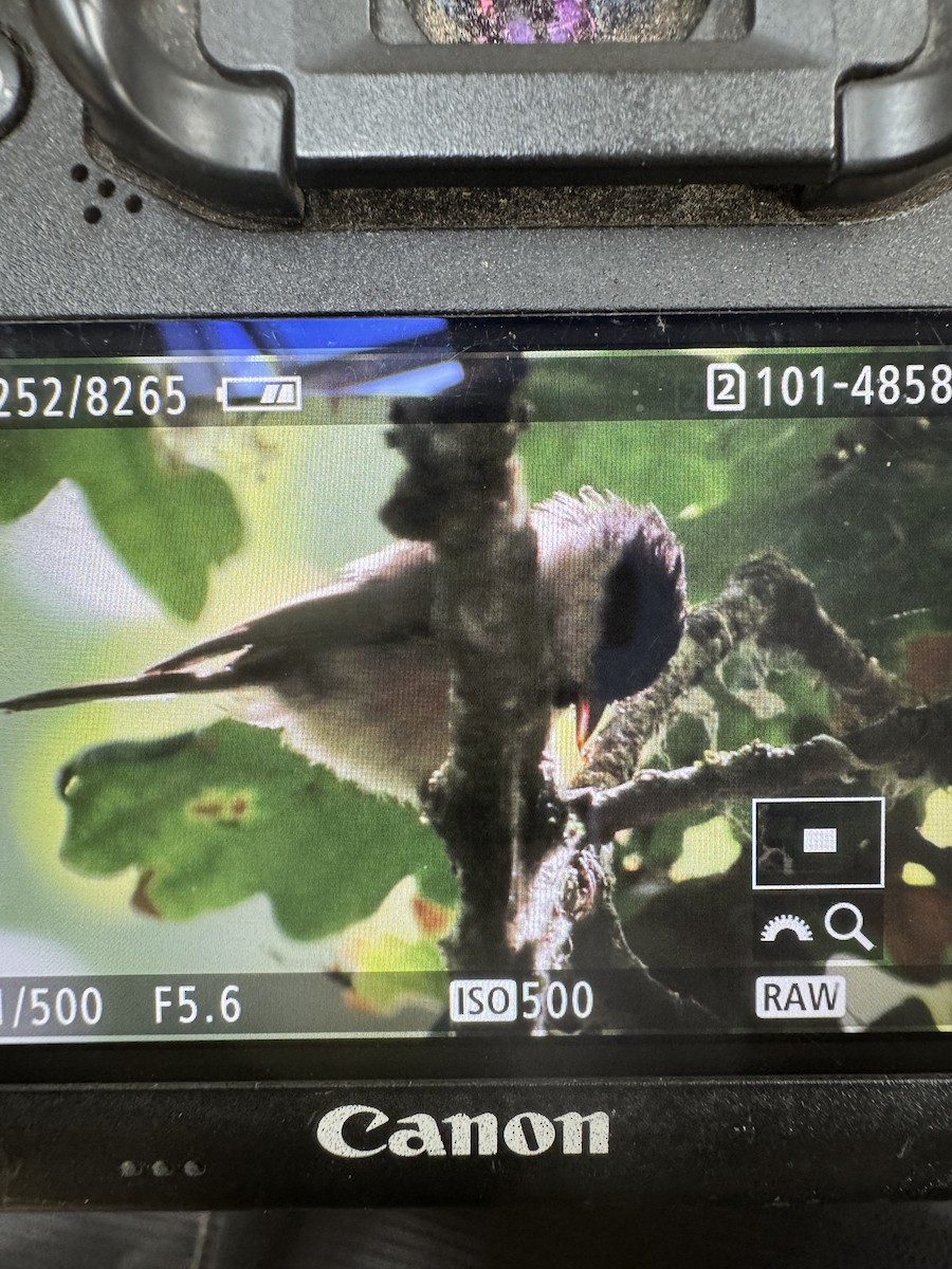 Willow Tit - ML640404641