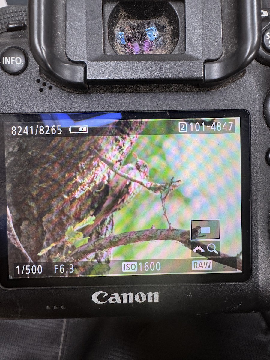 Eurasian Treecreeper - ML640404642