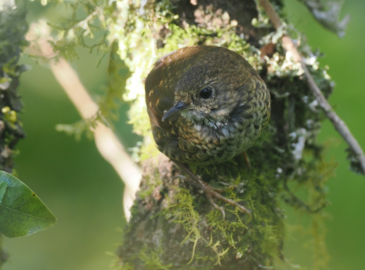 Pygmy Cupwing - ML640404653
