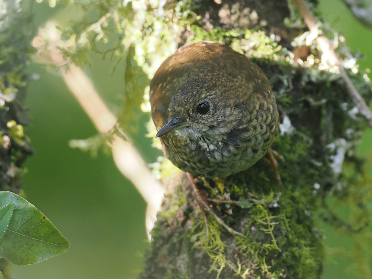 Pygmy Cupwing - ML640404674