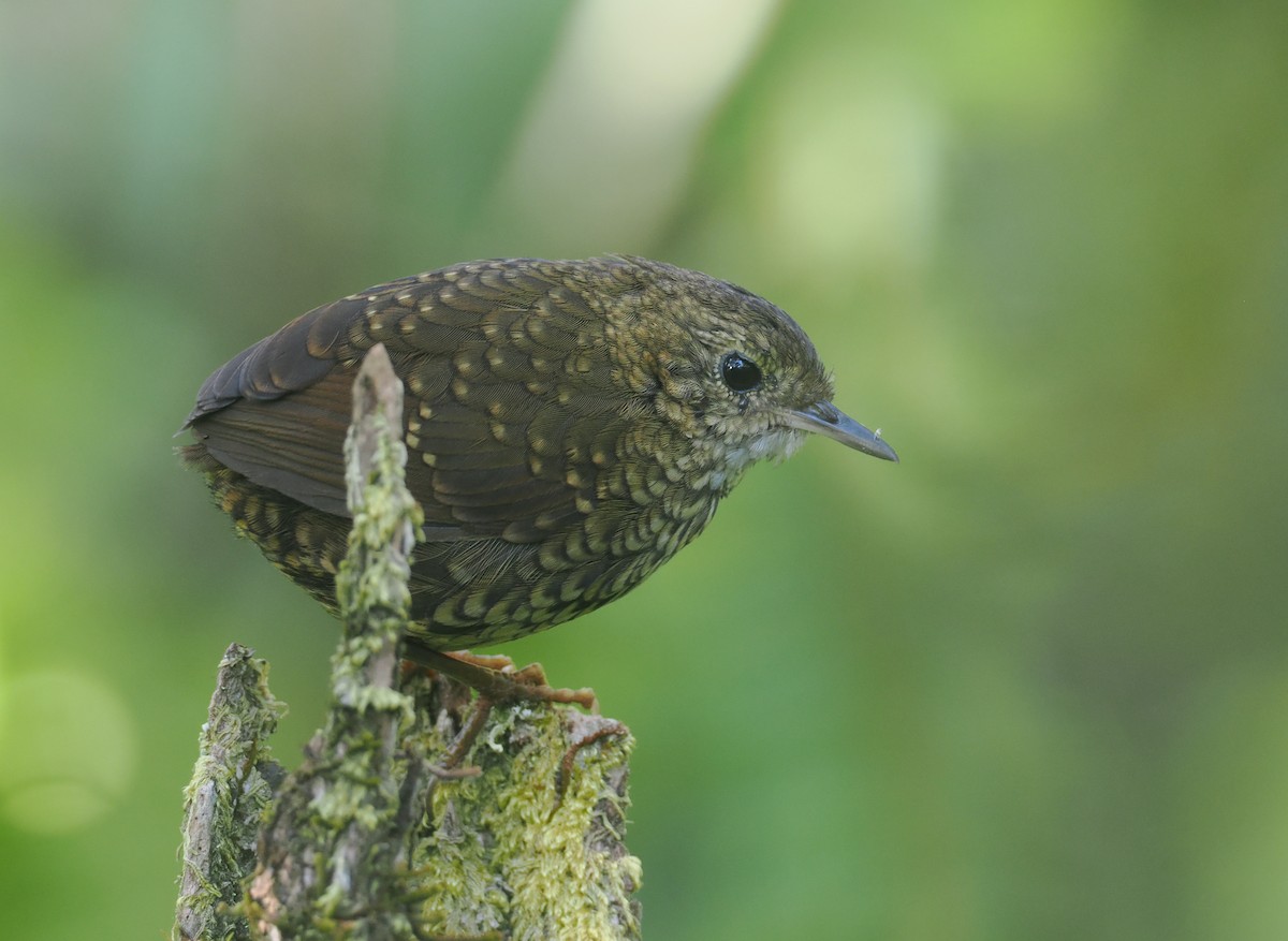 Pygmy Cupwing - ML640404690