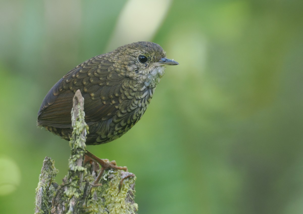 Pygmy Cupwing - ML640404694