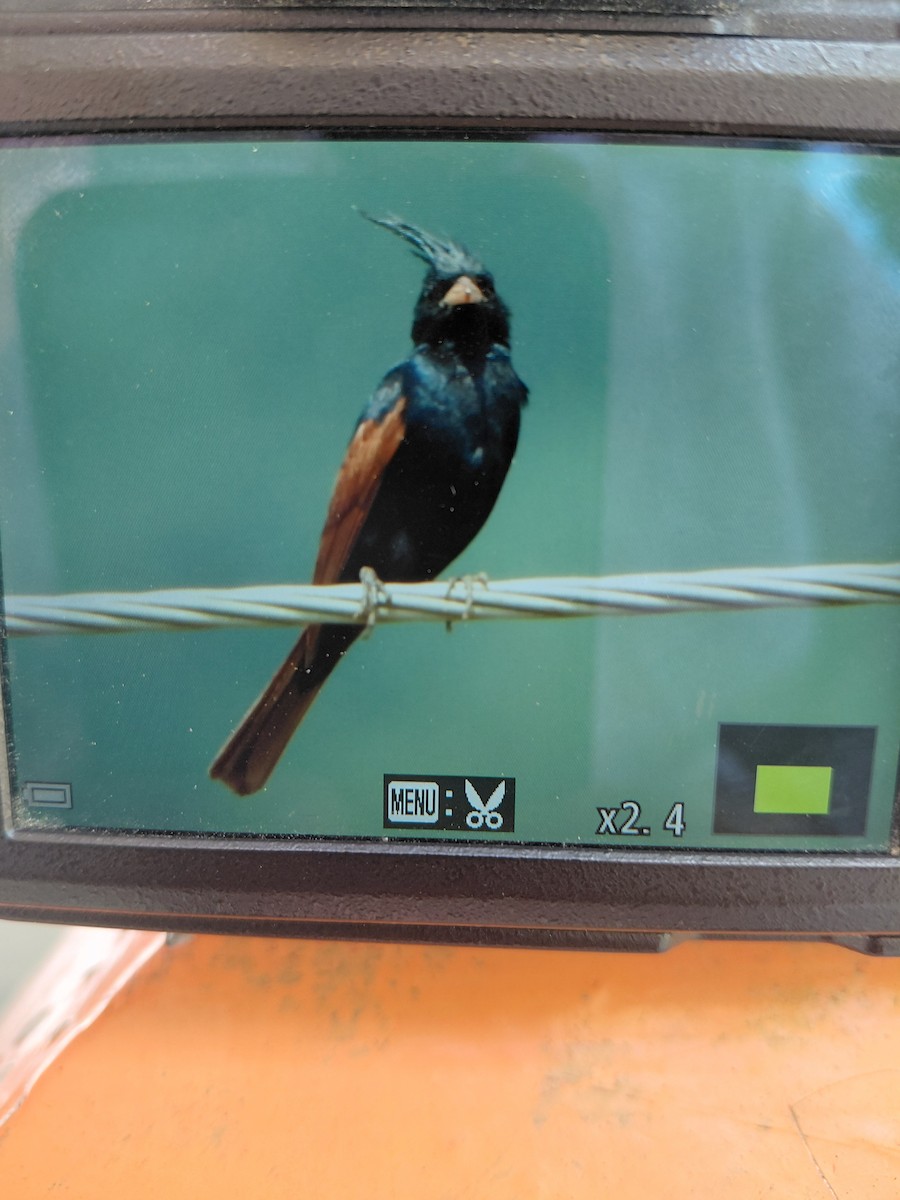 Crested Bunting - ML640404695