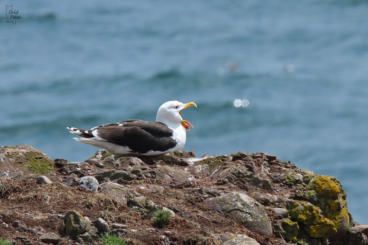 Great Black-backed Gull - ML640404701